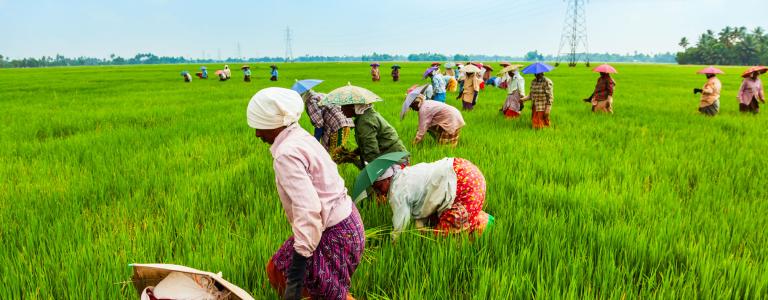 Farmers harvesting crops in a field