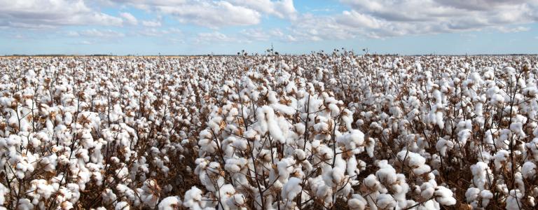 A field of cotton under a blue sky on a sunny day