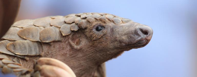 A pangolin