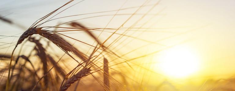 field and sunrise