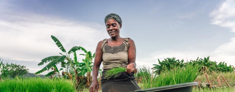 A woman farmer in Malawi kneels down in a grassy crop and harvests