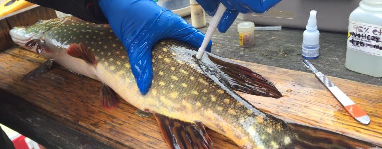 Scientists with blue gloves holds a fish down and takes a tissue sample