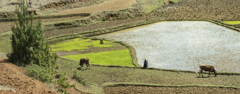 farmland-in-madagascar.jpg