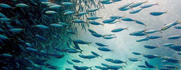 A school of fish swimming in the Philippines