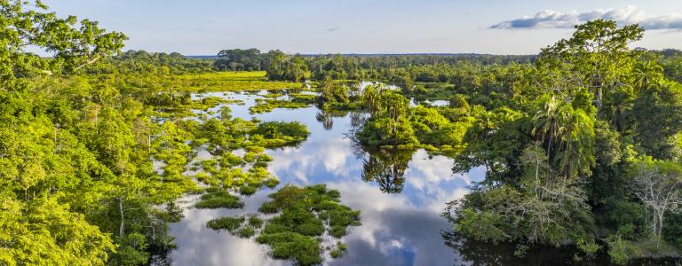 Aerial view of a river at a bai clearing in the rainforest, Congo