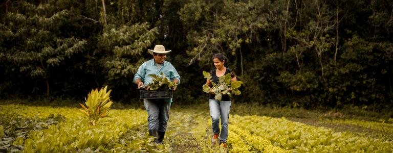 Family farmers in brazil walking through the agricultural field. 