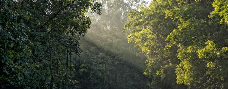 River surrounded by rainforest in the Amazon