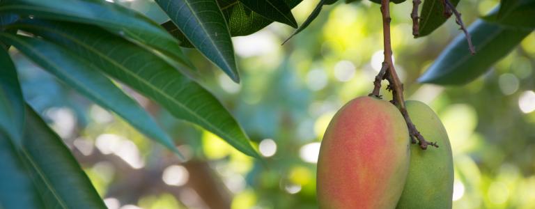 Mangos hanging from a tree