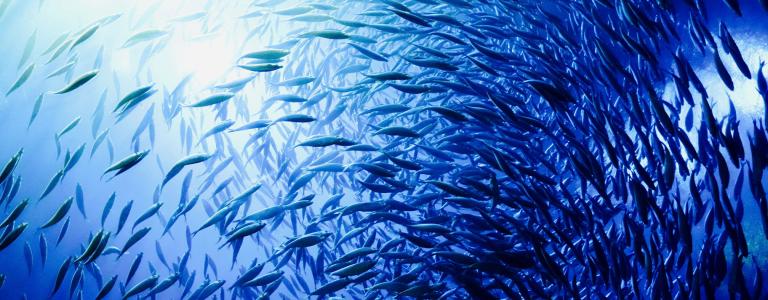 A school of fish swim in the ocean.