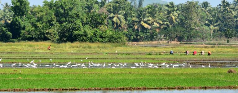 India Gokarna beach and fields