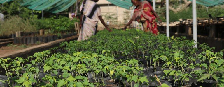 Women working on seedlings for a Nature-based solutions project in Dire Dawa, Ethiopia