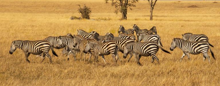 Herd of Plains Zebras in the Serengeti National Park, Tanzania. 