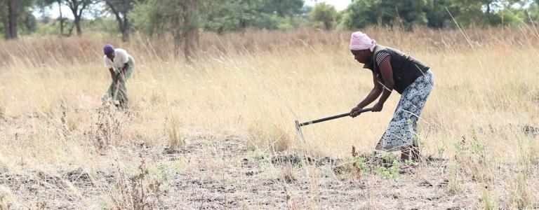 Women working on the land in Zambia