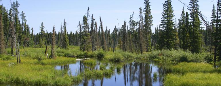 iStock_marshland-nature.jpg