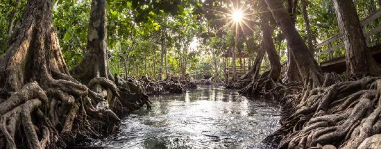 Mangrove-Forest.jpg