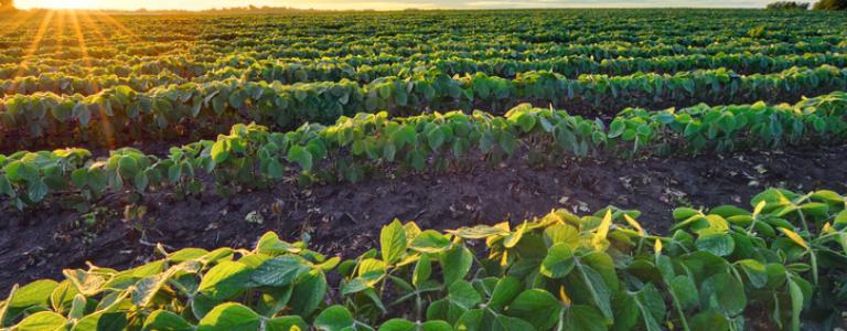 soy-bean-field.jpg