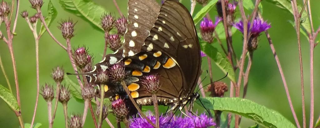 Butterfly on purple flowers