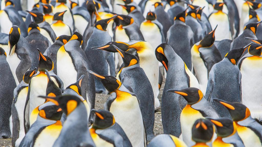 King Penguins