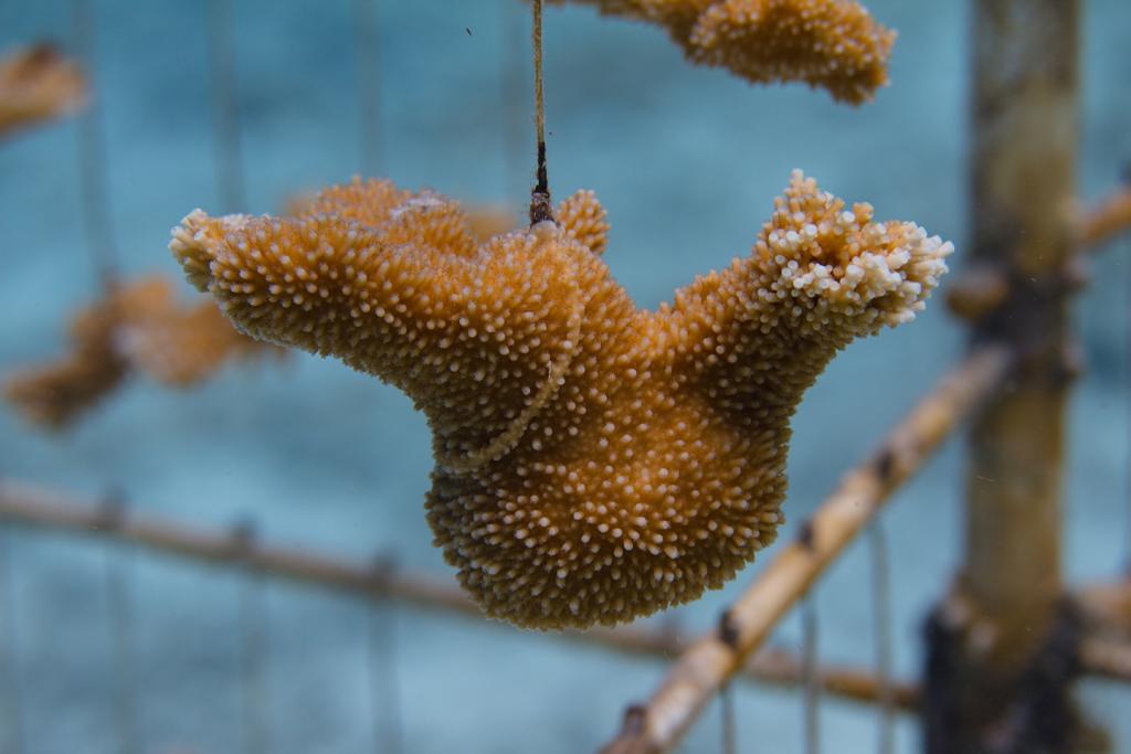 Elkhorn coral