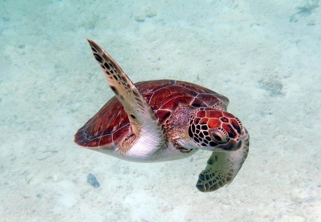 Hawksbill turtle