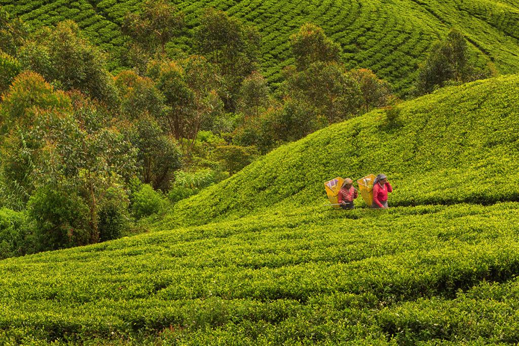 Tea workers in Sri Lanka