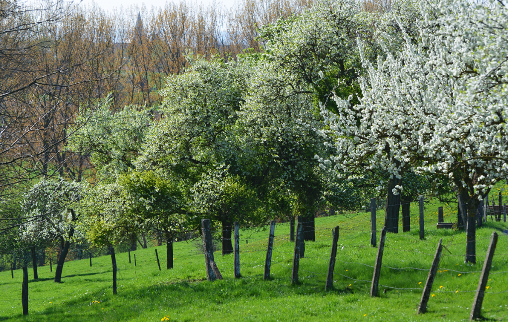 Agroforestry work in Belgium