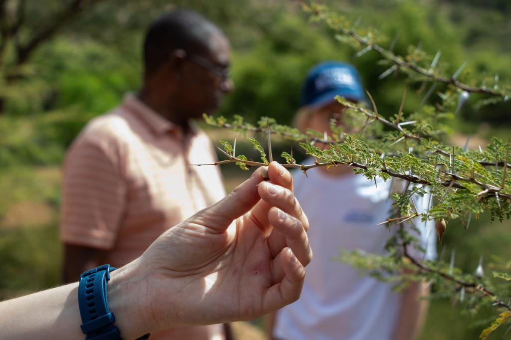 Thorns of the acacia tree near the Dechatu River