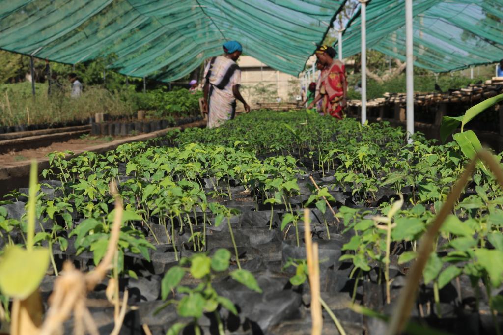 Women working on seedlings in a nursery in Ethiopia