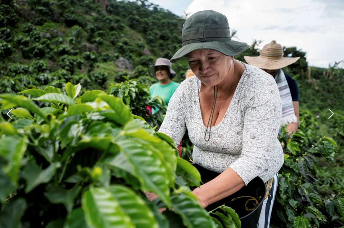 Woman picking coffee in Columbia 