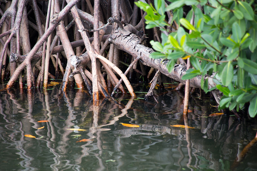 Mangroves